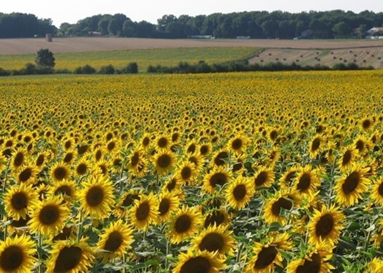 Переробка соняшнику в Україні знизилась до трирічного мінімуму