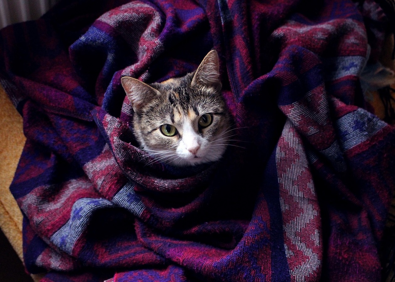 Гороскоп для всіх знаків зодіаку на 27 листопада 2025