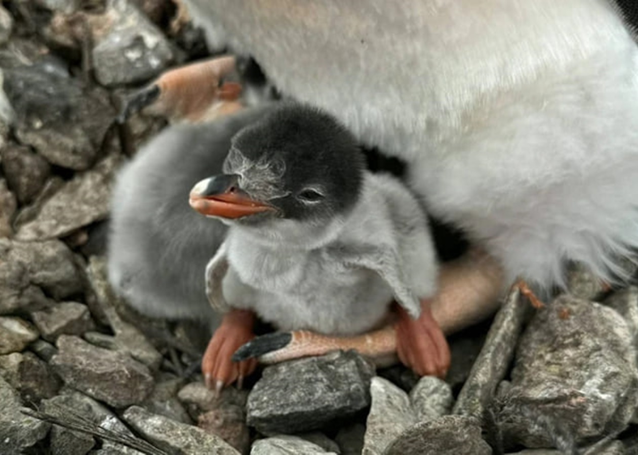 На Галіндезі з’явилися перші пінгвінята сезону