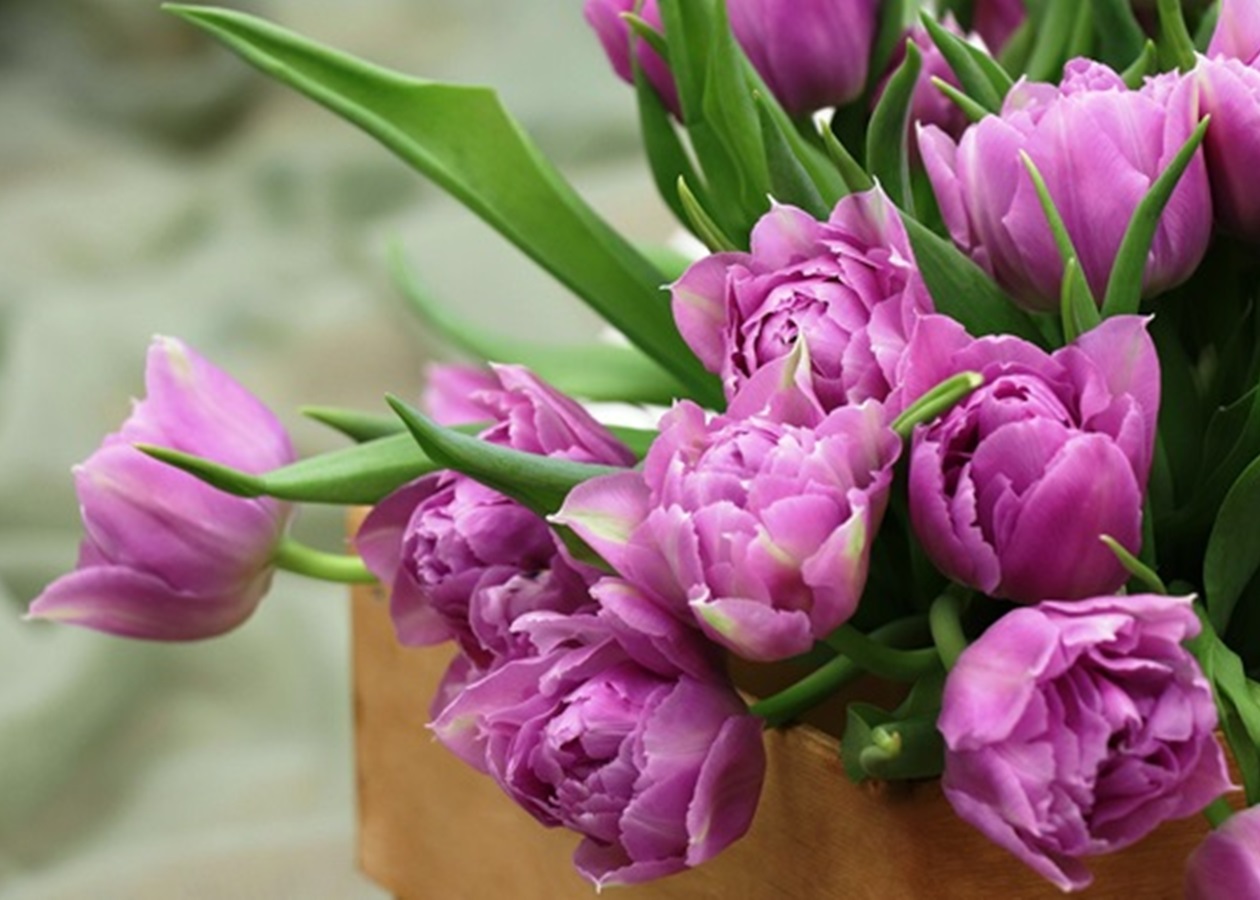 Більшість українців не святкуватимуть 8 березня - опитування