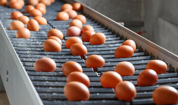 Українські яйця рятують Іспанію від цінового шоку