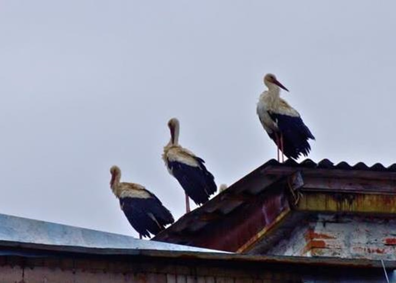 Білі лелеки повернулися до Чорнобиля після 20 років