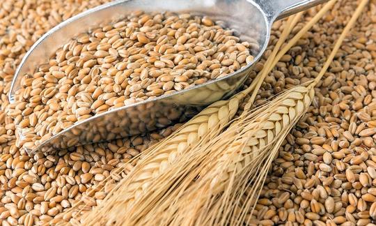 Новий удар по світовій економіці - сільгосппродукція дорожчає рекордними темпами